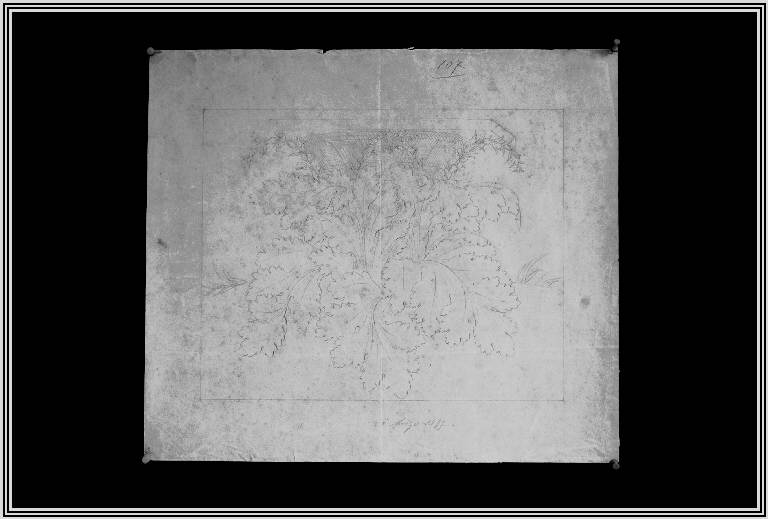 STUDIO DI ELEMENTO VEGETALE (disegno) di Marazzi Germano (fine sec. XIX)