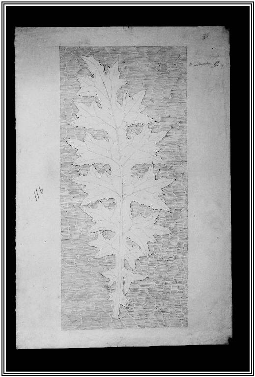 STUDIO DI FOGLIA DAL VERO (disegno) di Monti Abbondio (fine sec. XIX)