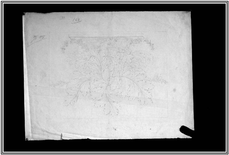STUDIO DI ELEMENTI VEGETALI (disegno) di Picciocchi Eustacchio (di Gaetano - Mesenzano) (fine sec. XIX)