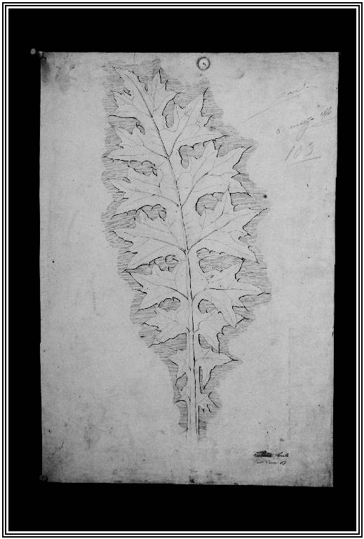 STUDIO DI ELEMENTI VEGETALI (disegno) di Piodi Carlo (fine sec. XIX)