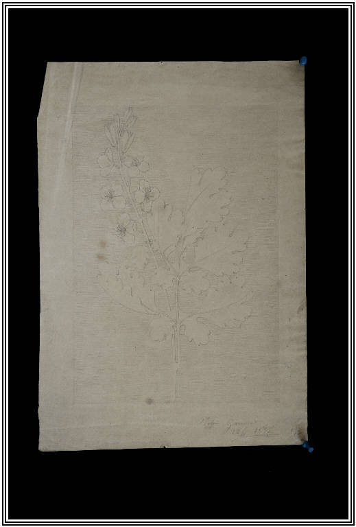 STUDIO DI FOGLIA (disegno) di Volpi Giacomo (fine sec. XIX)