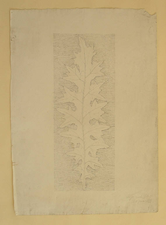 STUDIO DI FOGLIA DAL VERO (disegno) di Buzzi Donato Gabriele (fine sec. XIX)