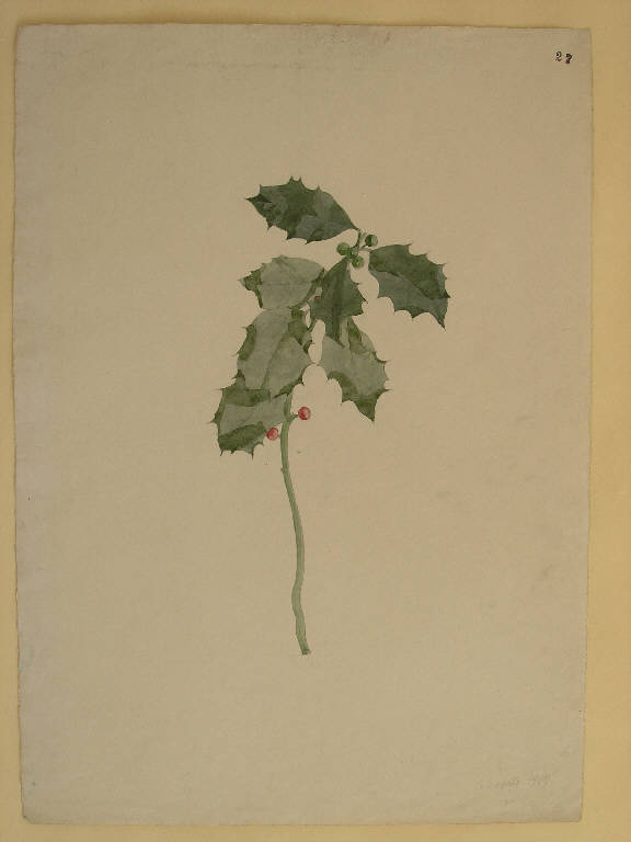 STUDIO DI RAMO DAL VERO (disegno) di Buzzi Reschini Stefano (inizio sec. XX)