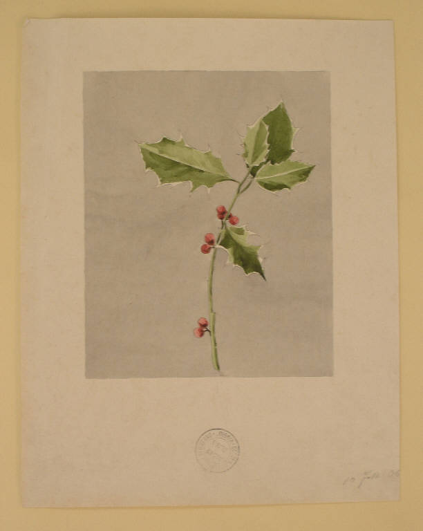 STUDIO DI RAMO CON FOGLIE DAL VERO (disegno) di Sartorelli Matteo fu Giacomo (inizio sec. XX)