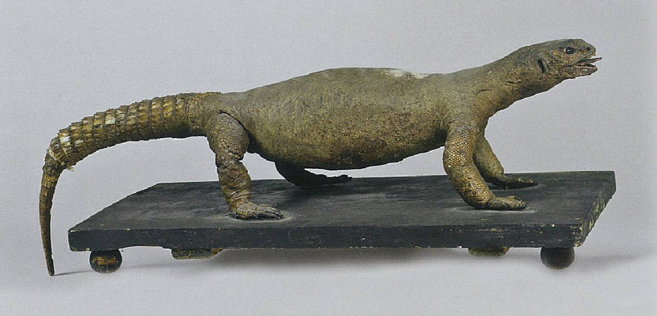 animale imbalsamato - ambito Africa (sec. XVII)
