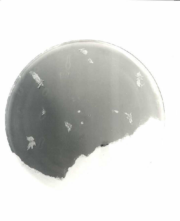 Superficie magnetica, Superficie magnetica con forme in movimento (animazione elettromagnetica) di Boriani Davide (seconda metà sec. XX)