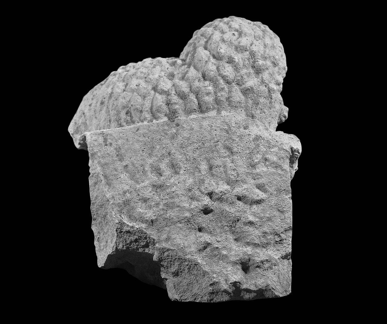 Elemento con dorso d'animale: leone? (statua, parte di?) di Scultore - ambito lombardo (fine/inizio sec. XII)