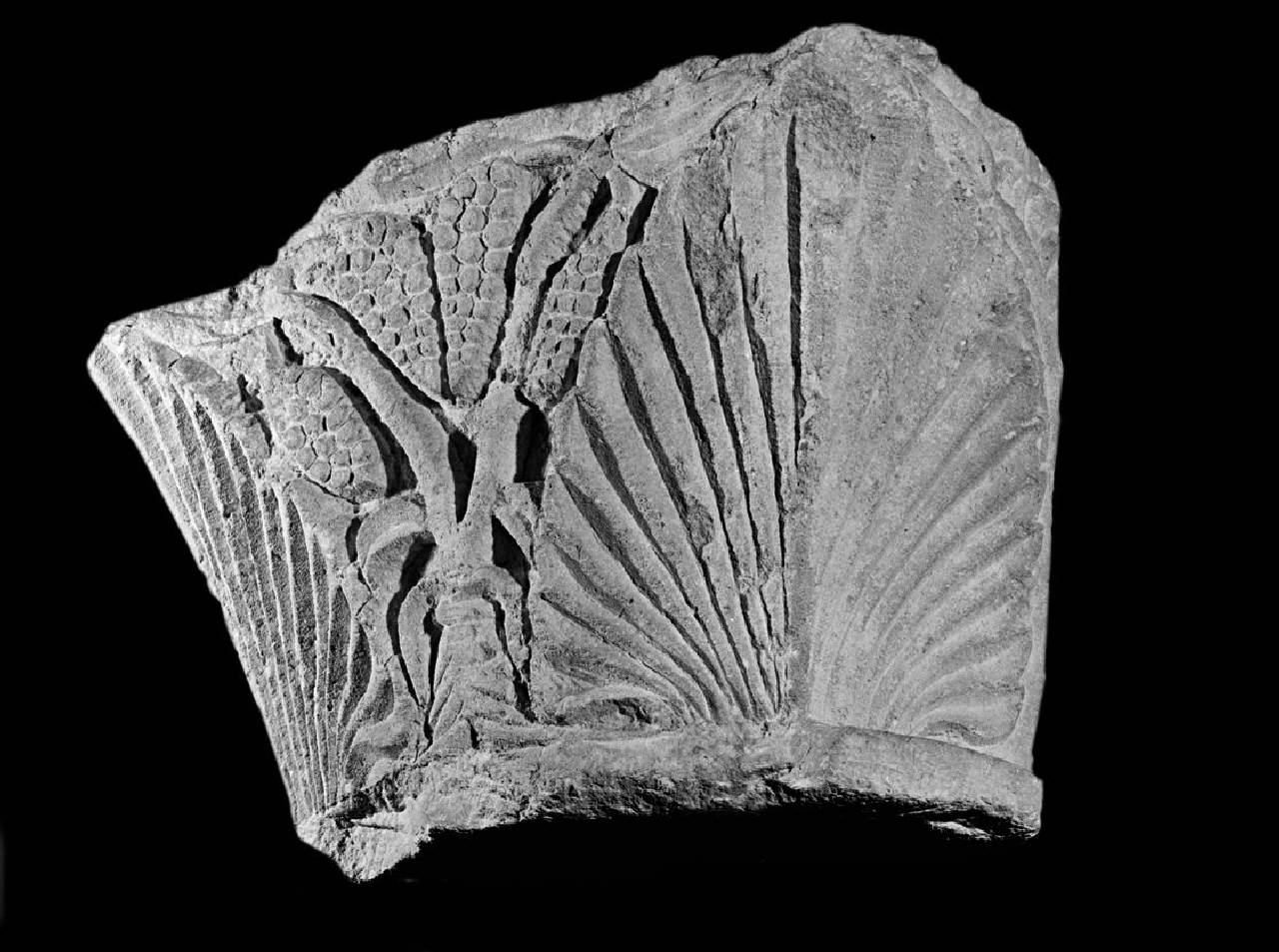 Capitello di semi colonna con foglie di palma agli angoli (capitello) di Scultore - ambito lombardo (fine sec. XI)