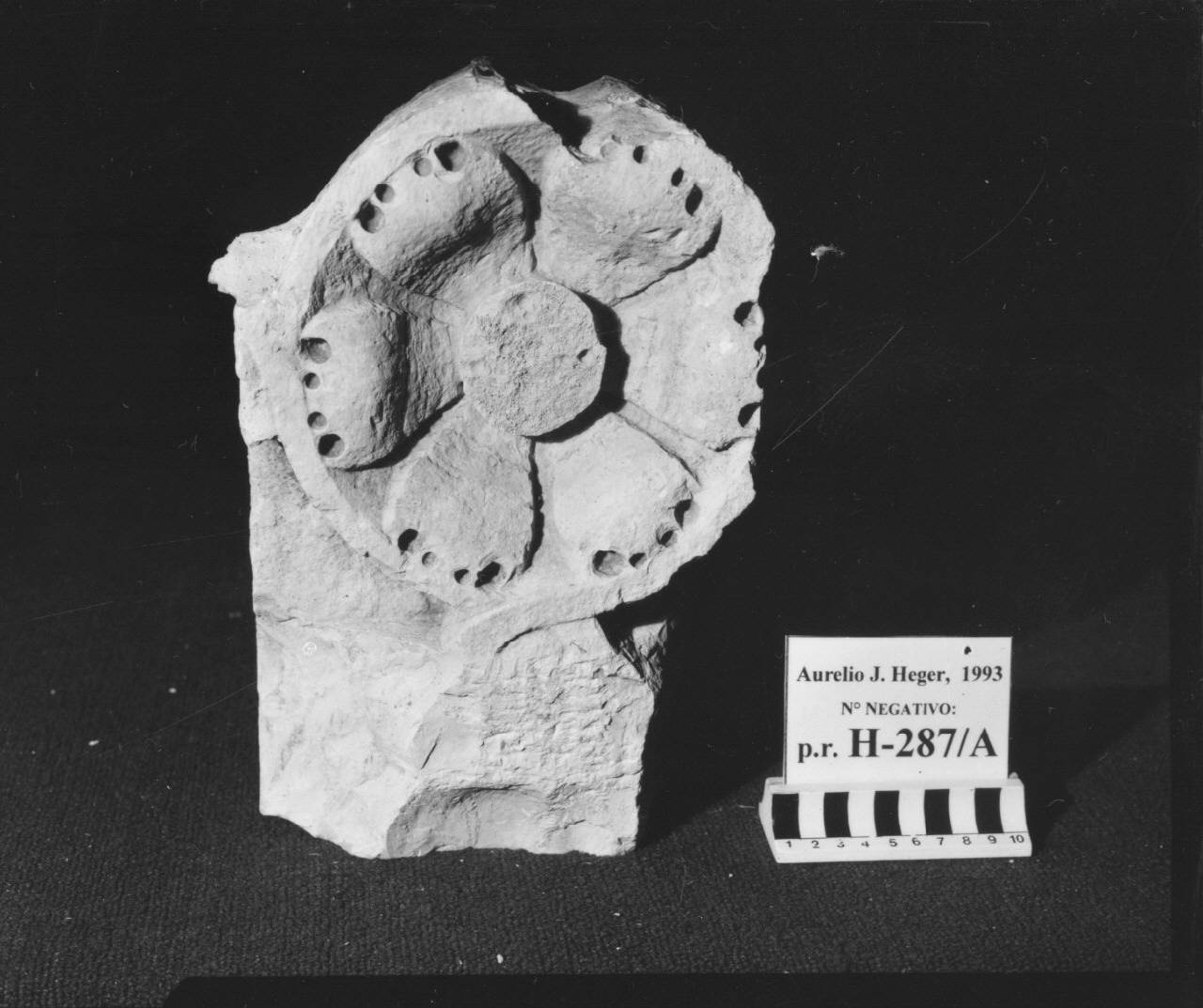 Balaustra a traforo: elemento con fiore con petali frastagliati (balaustra, frammento di) di Scultore - ambito veneto (fine sec. XV)