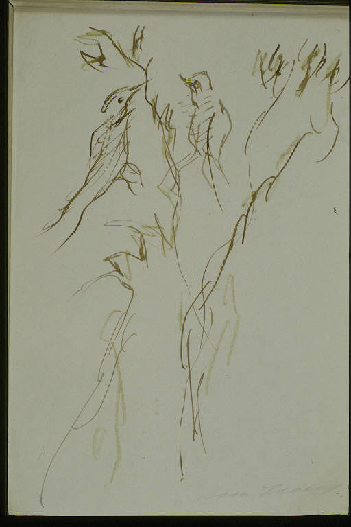 UCCELLI (disegno) di Treccani Ernesto (sec. XX)