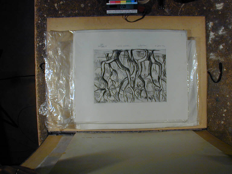 Vecchi olivi p.a 10 nero, Paesaggio con alberi (stampa) di Pittigliani Ermanno (sec. XX||sec. XX)