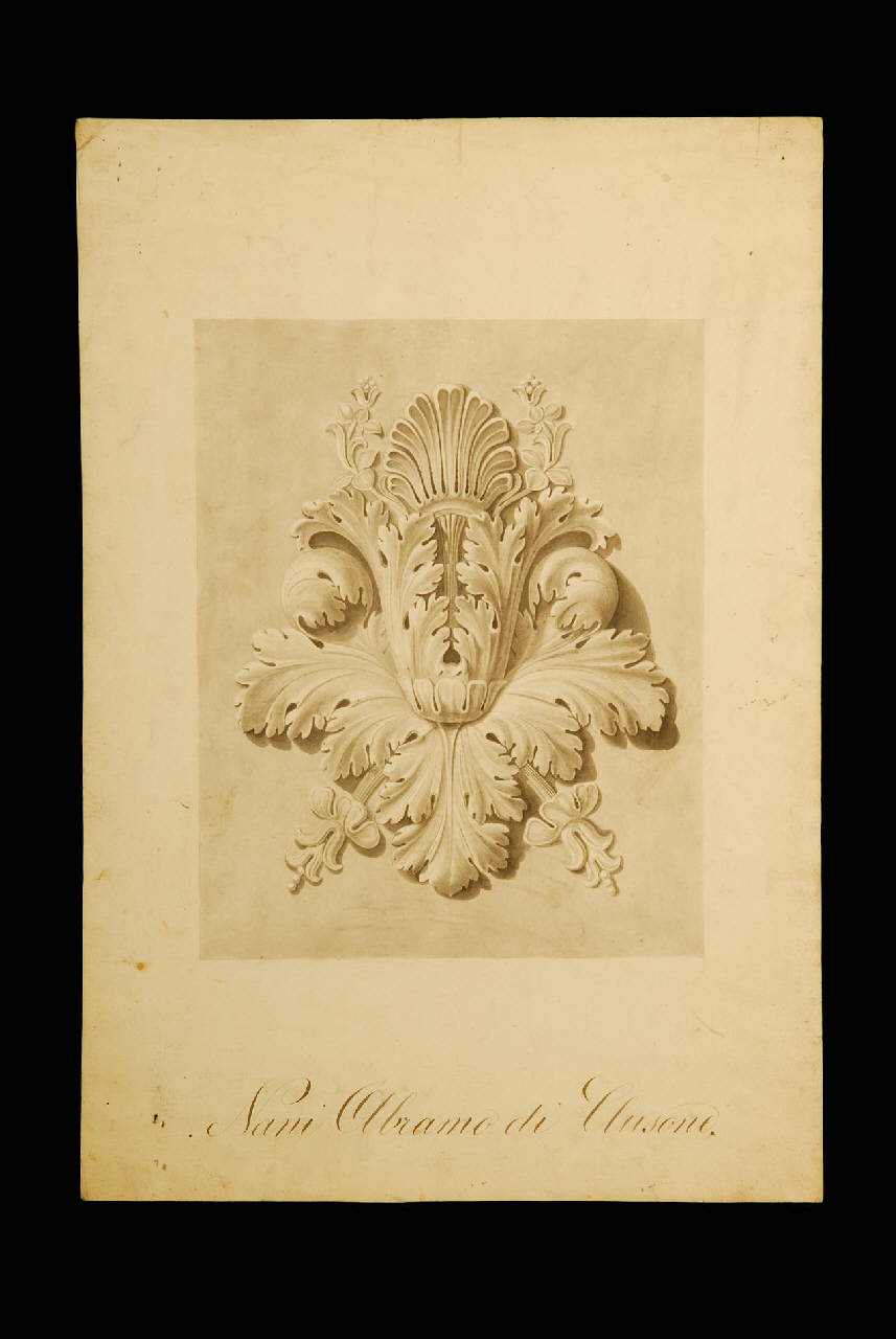Acanto (disegno) di Nani Abramo (ultimo quarto sec. XIX)