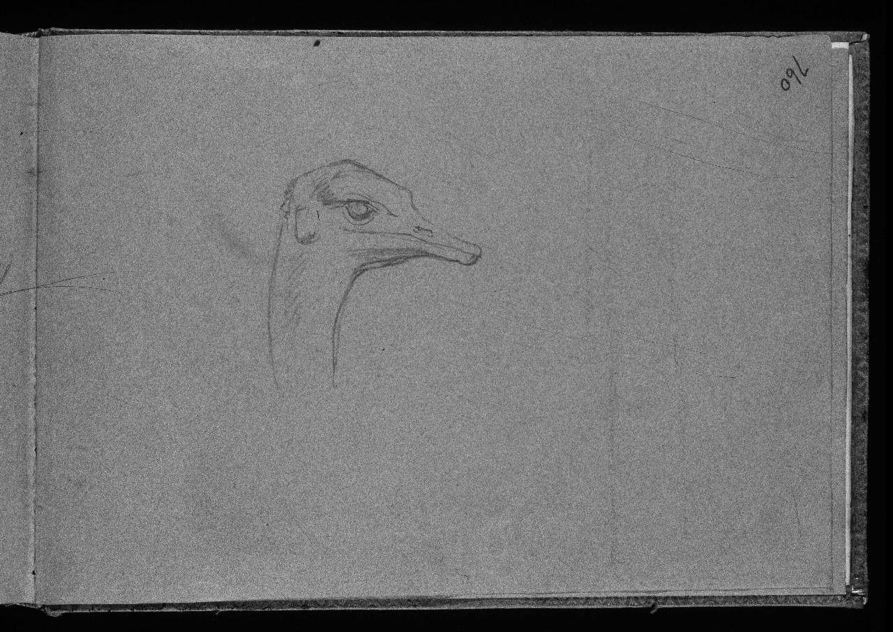 Testa di struzzo, struzzo (disegno) di Hayez, Francesco (primo quarto||primo quarto sec. XIX||sec. XIX)