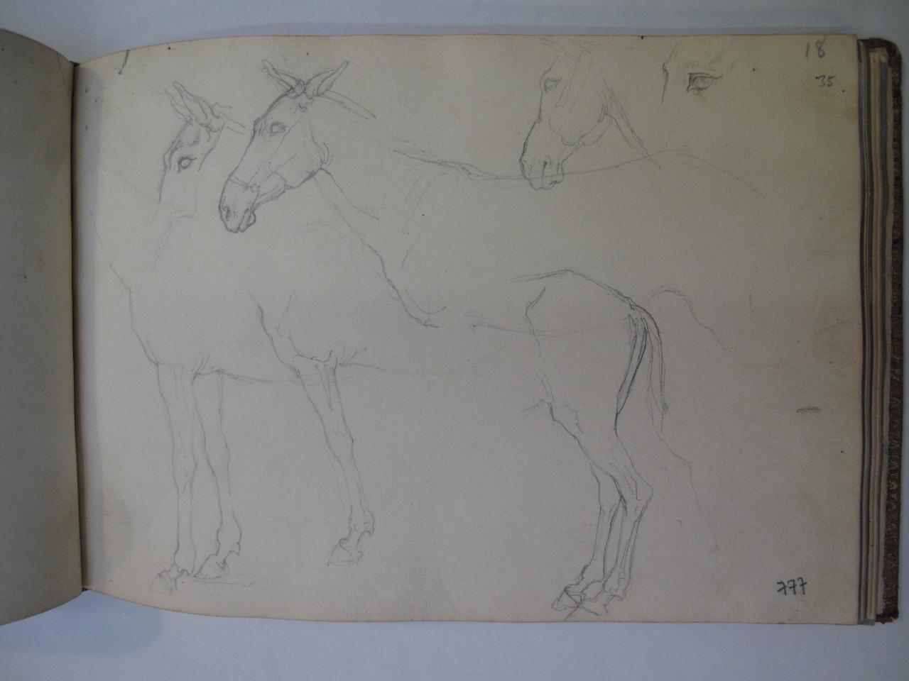 Studio di cavalli, cavallo (disegno) di Hayez, Francesco (primo quarto||primo quarto sec. XIX||sec. XIX)