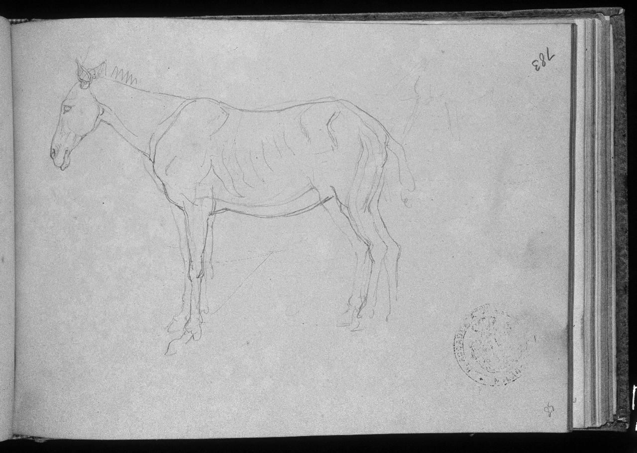 Studio di cavallo, cavallo (disegno) di Hayez, Francesco (primo quarto||primo quarto sec. XIX||sec. XIX)