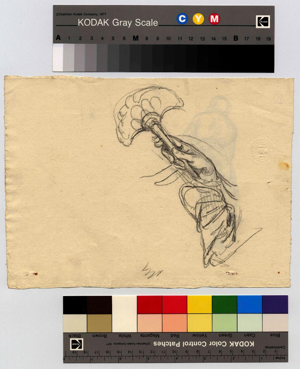 Mano con flabello, mano (disegno) di Hayez, Francesco (metà sec. XIX)