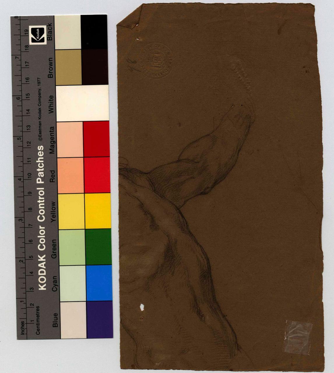 Studio di dorso, nudo maschile, dorso (disegno) di Hayez, Francesco (metà sec. XIX)