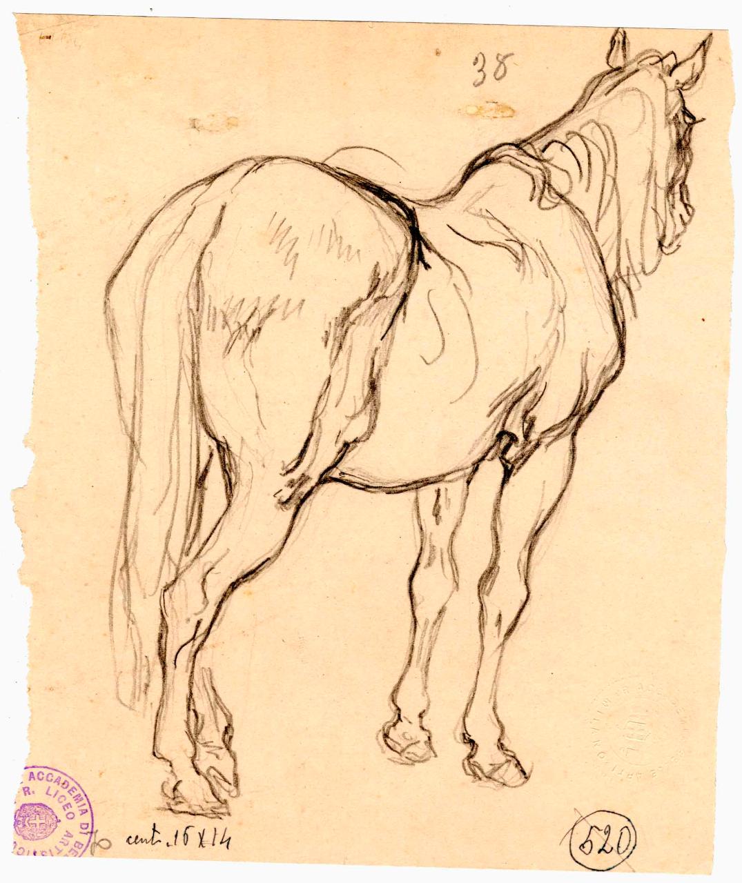 Cavallo in iscorcio, cavallo (disegno) di Hayez, Francesco (metà sec. XIX)