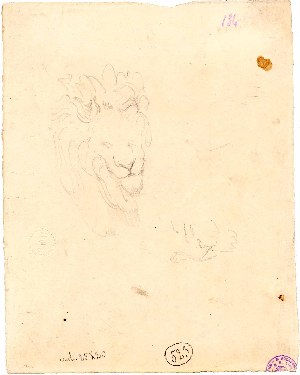 Schizzo di leone | Schizzo di leone, leone | particolari di leone (disegno) di Hayez, Francesco (metà sec. XIX)