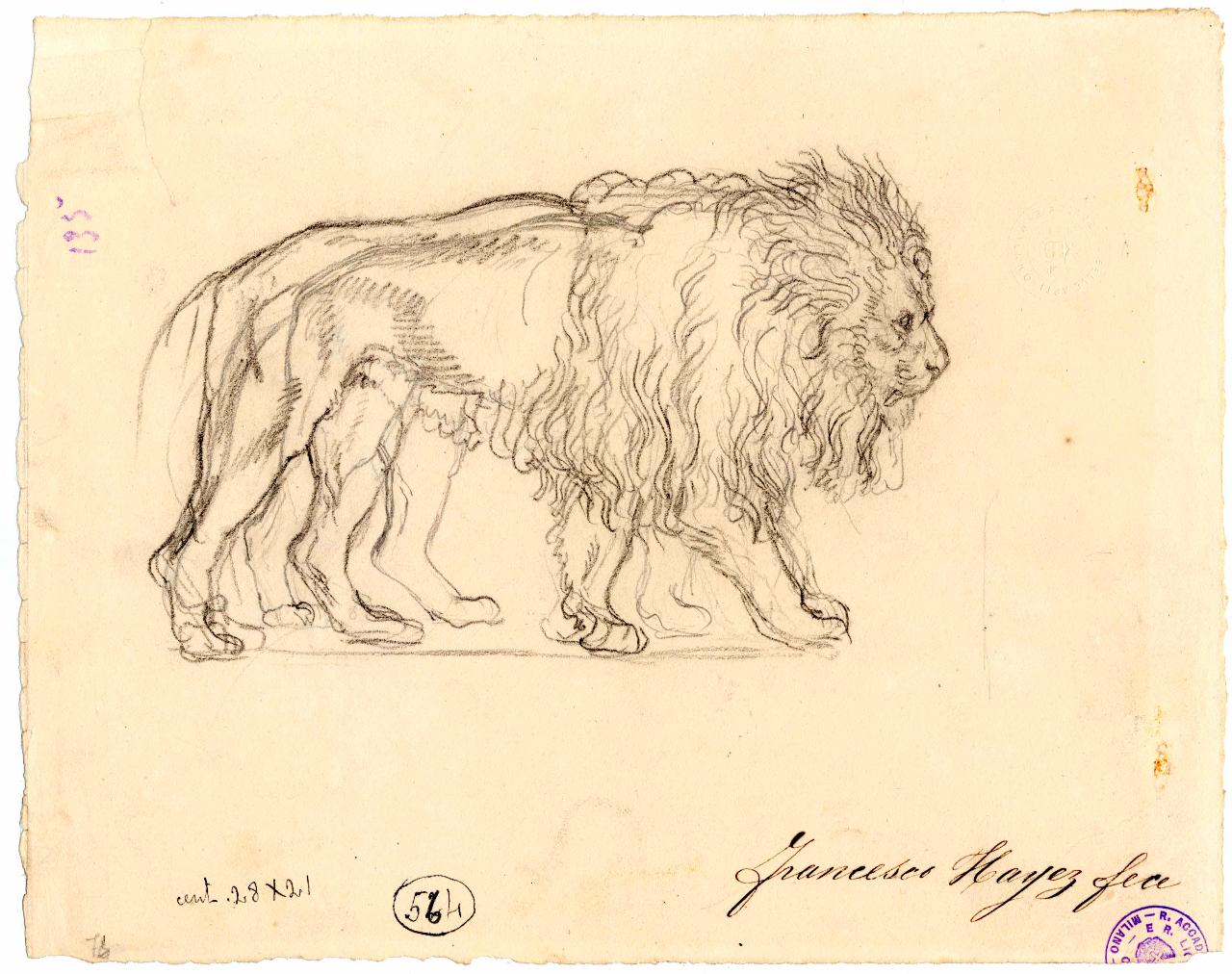 Studio di leone, leone (disegno) di Hayez, Francesco (metà sec. XIX)