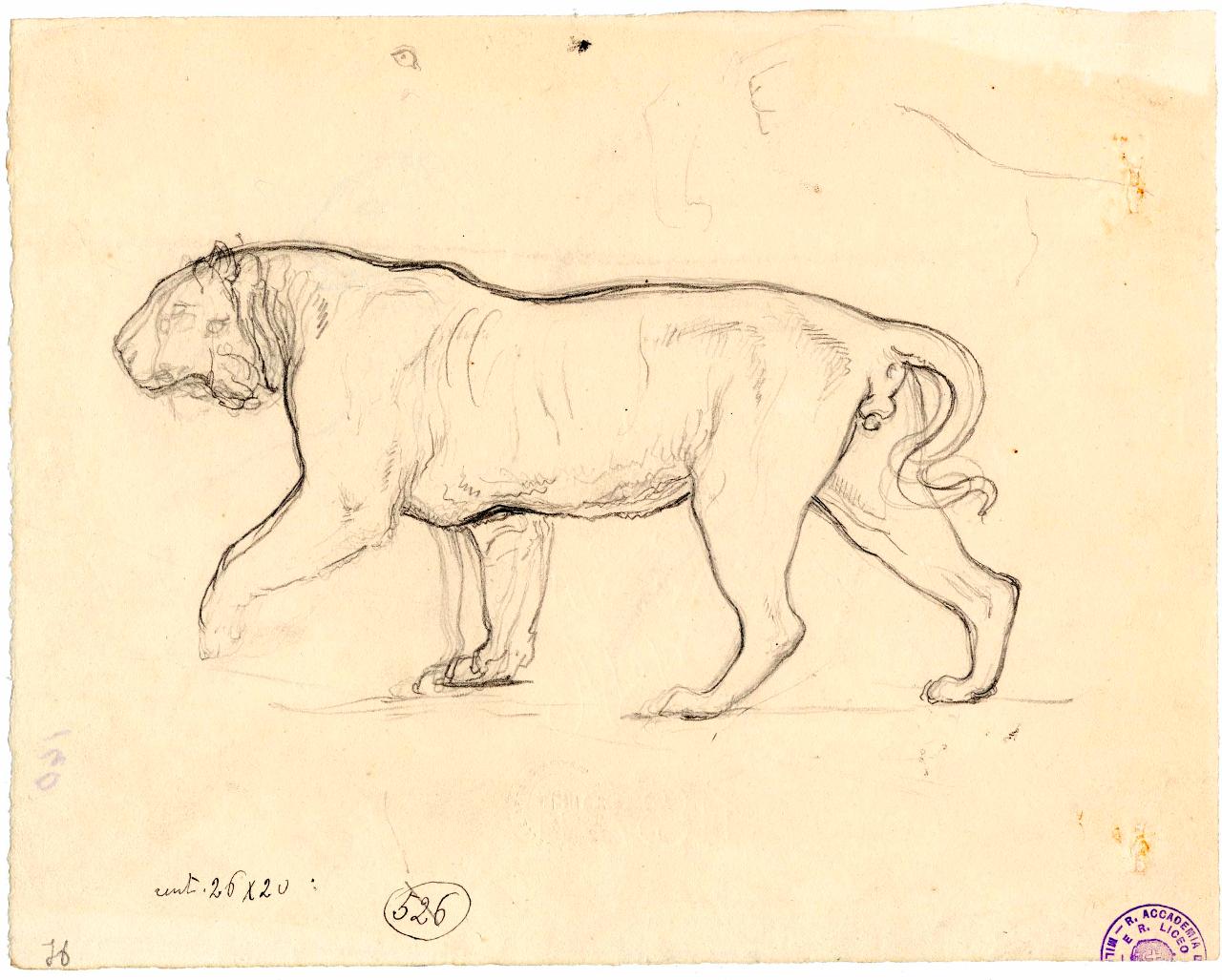 Tigre/ tigre, tigre | tigre (disegno) di Hayez, Francesco (metà sec. XIX)