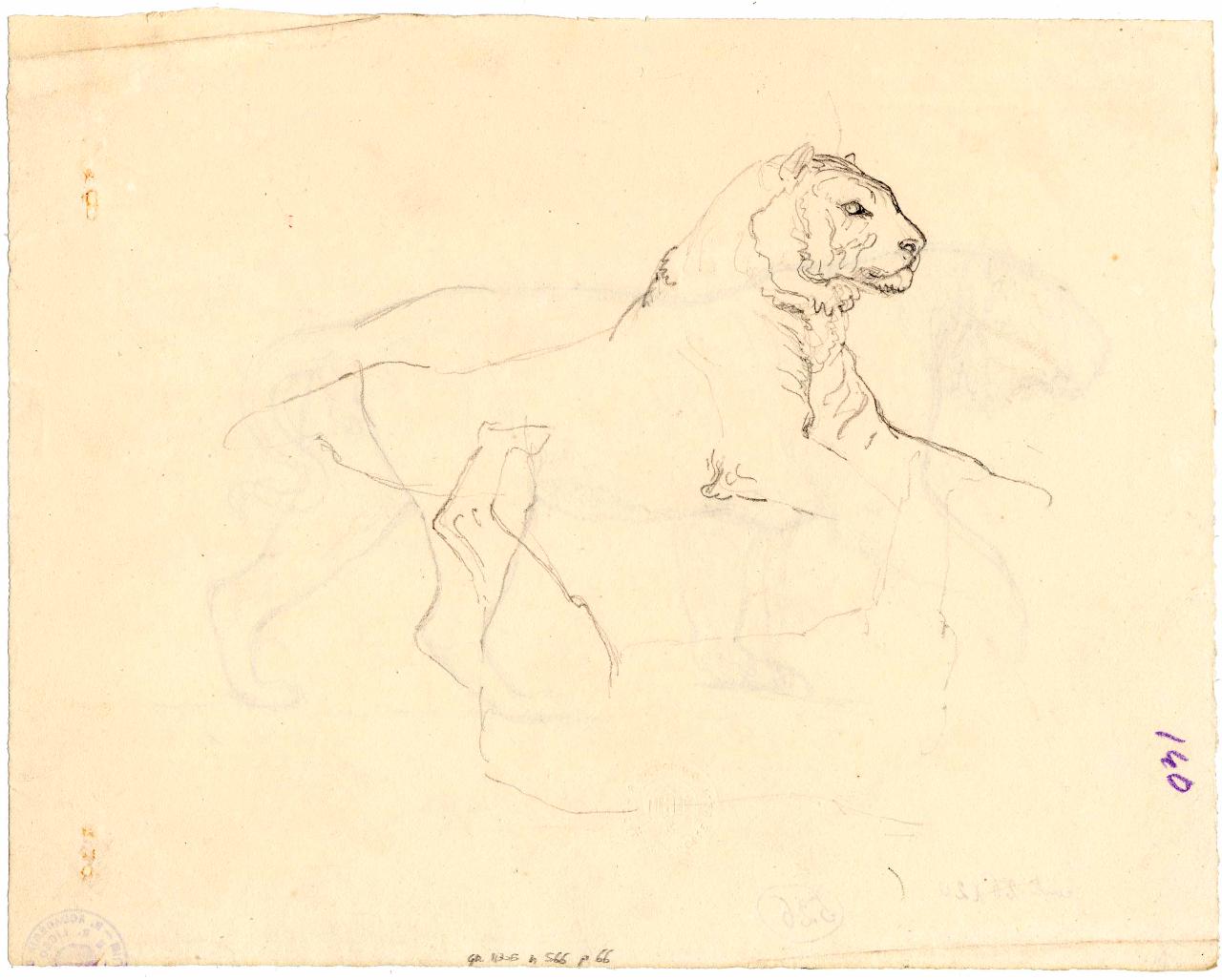 Tigre, tigre (disegno) di Hayez, Francesco (metà sec. XIX)