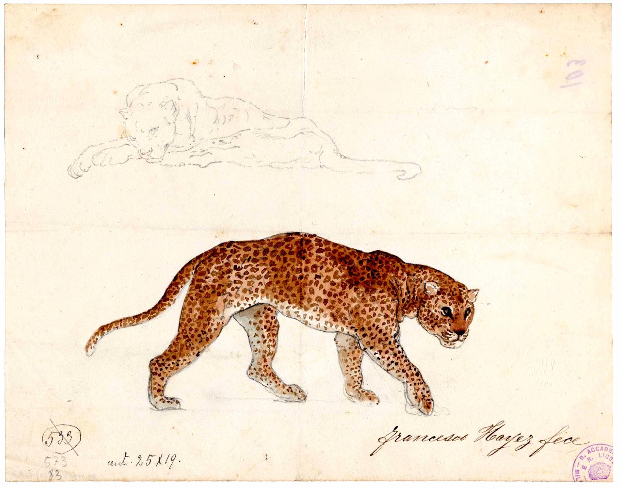 Pantera e leone, pantera e leone (disegno) di Hayez, Francesco (metà sec. XIX)