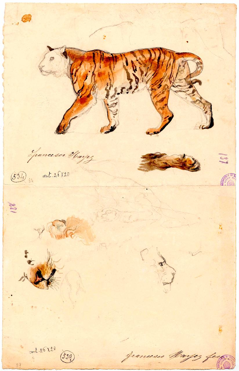 Tigre, tigre (disegno) di Hayez, Francesco (metà sec. XIX)