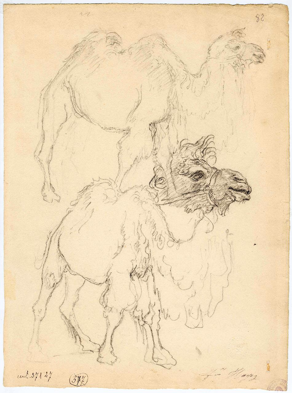 Cammelli, cammelli (disegno) di Hayez, Francesco (metà sec. XIX)