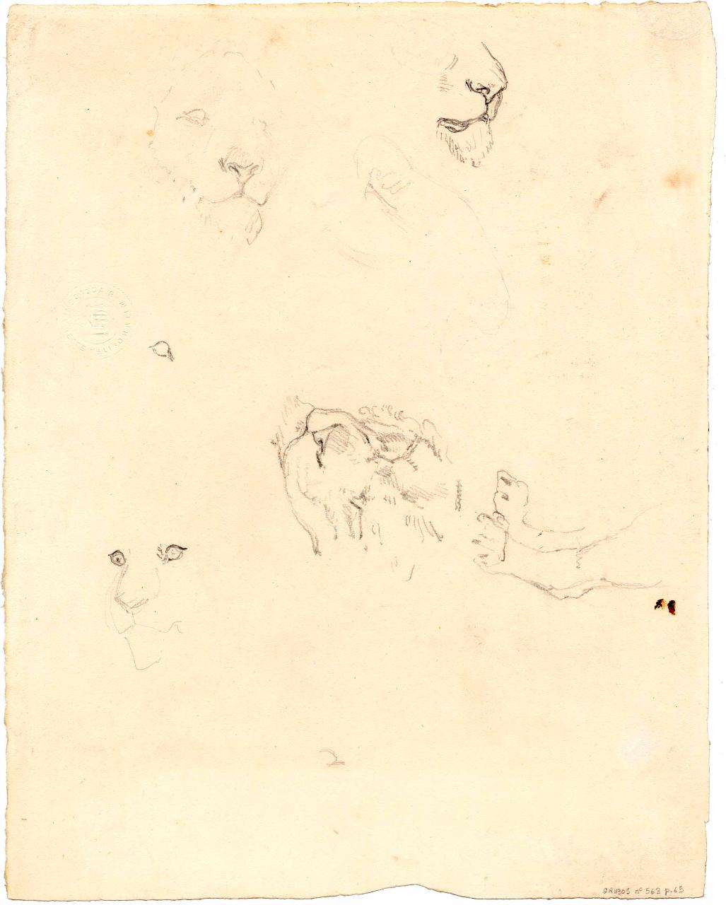 Schizzo di leone | Schizzo di leone, leone | particolari di leone (disegno) di Hayez, Francesco (metà sec. XIX)