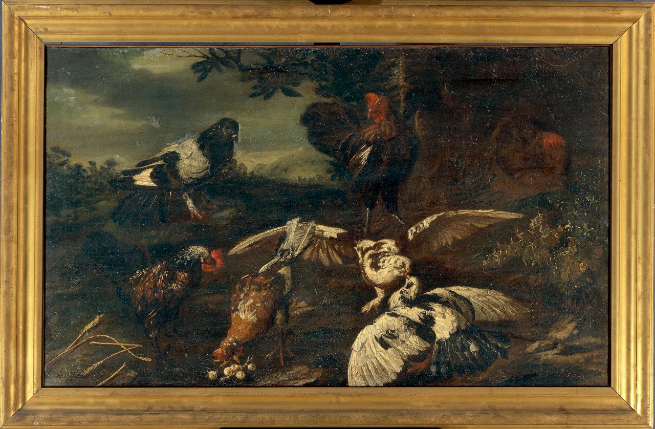 Gallo, galline e piccione all'aperto, gallo e galline (dipinto) di Crivelli, Giovanni detto Crivellino ((?)) (metà sec. XVIII)