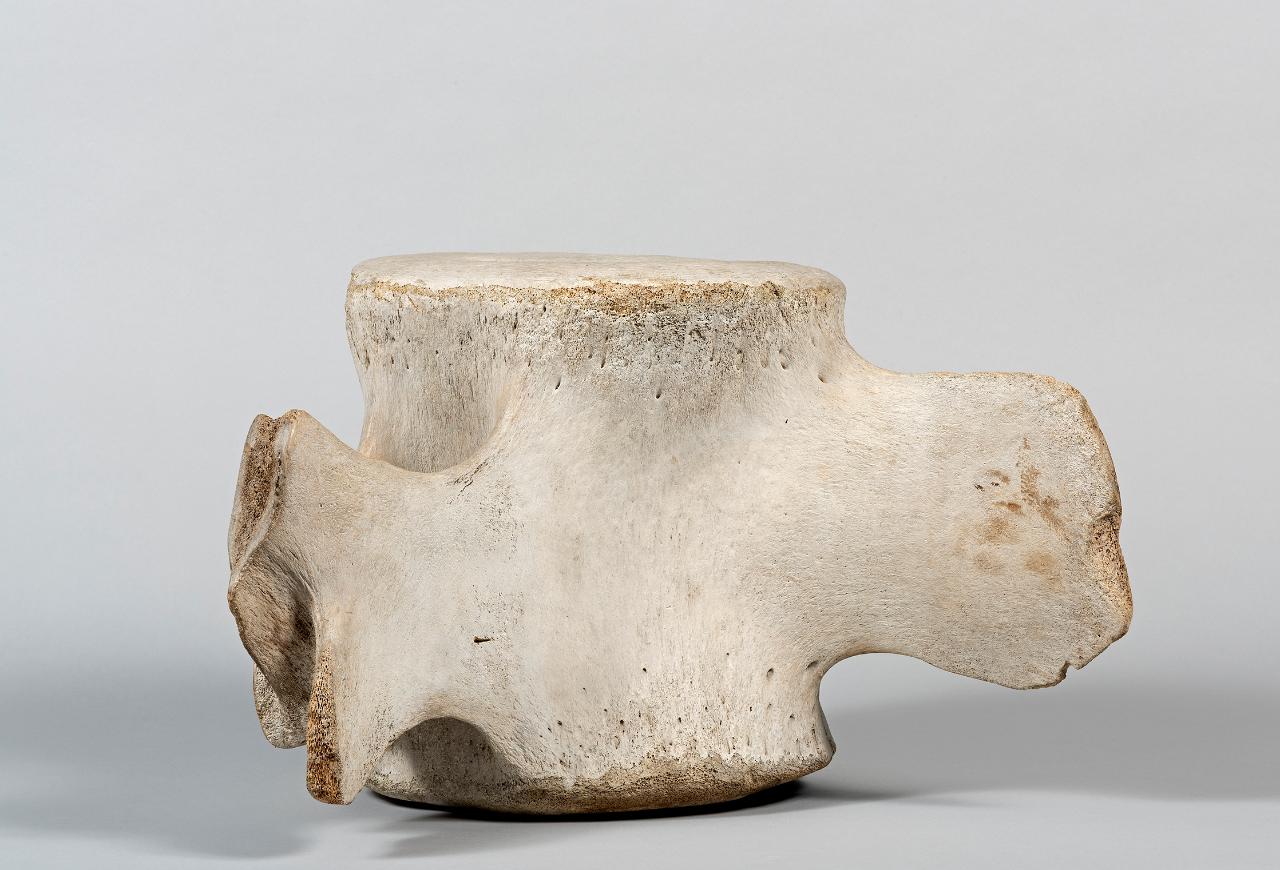 osso di balena (sedile) di popolazione Inuit - popolazione Inuit (seconda metà sec. XX)