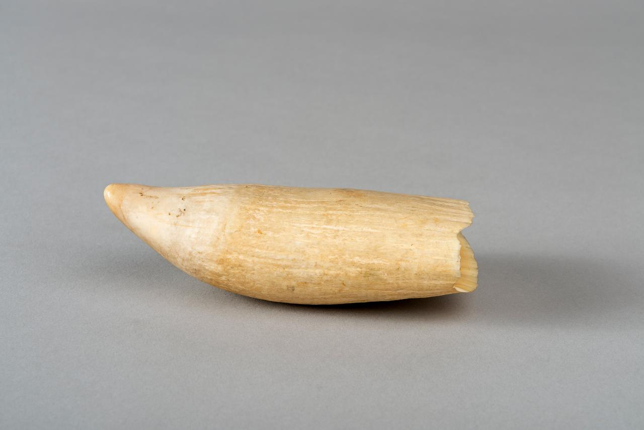 Dente di capodoglio (zanna) di popolazione Inuit - popolazione Inuit (sec. XX)