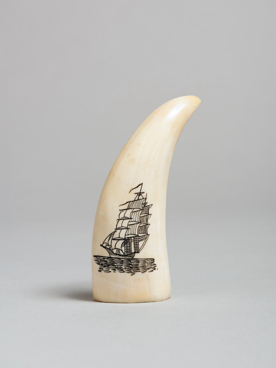 Dente di orso, Dente orso inciso (scrimshaw) di popolazione Inuit (autore non identificato) - popolazione Inuit (inizio sec. XX)