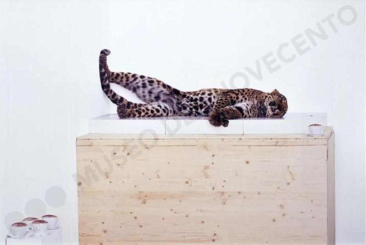 Untitled (Leopard), leopardo (fotografia) di Pivi, Paola (sec. XXI)
