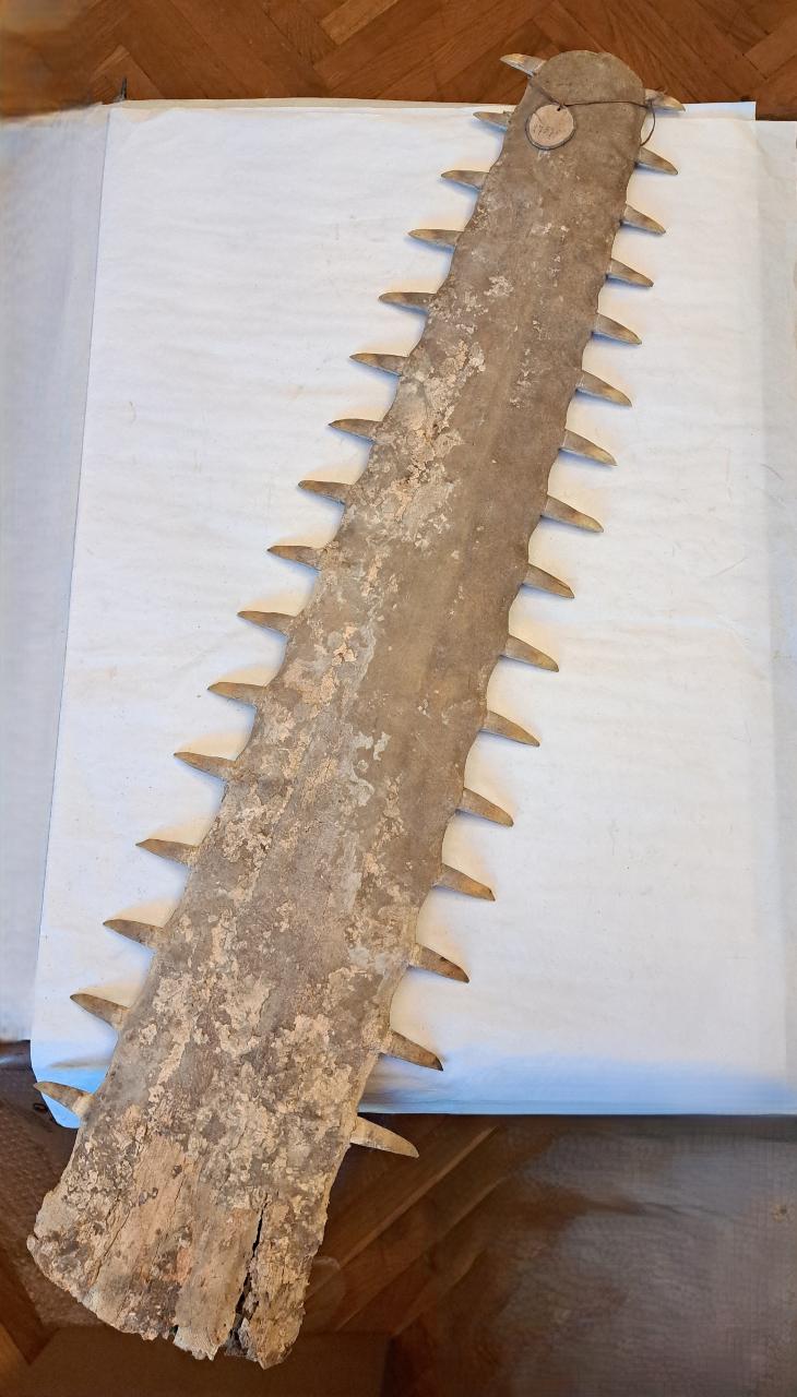 rostro - ambito Africa orientale (prima metà sec. XX)