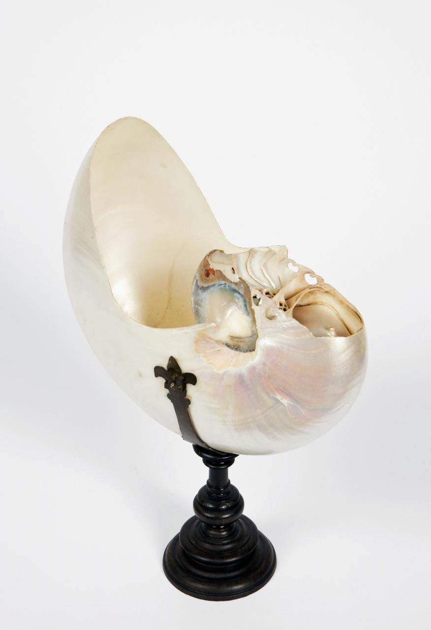 Coppa in conchiglia di Nautilus polita (coppa) - ambito italiano (prima metà sec. XVII)