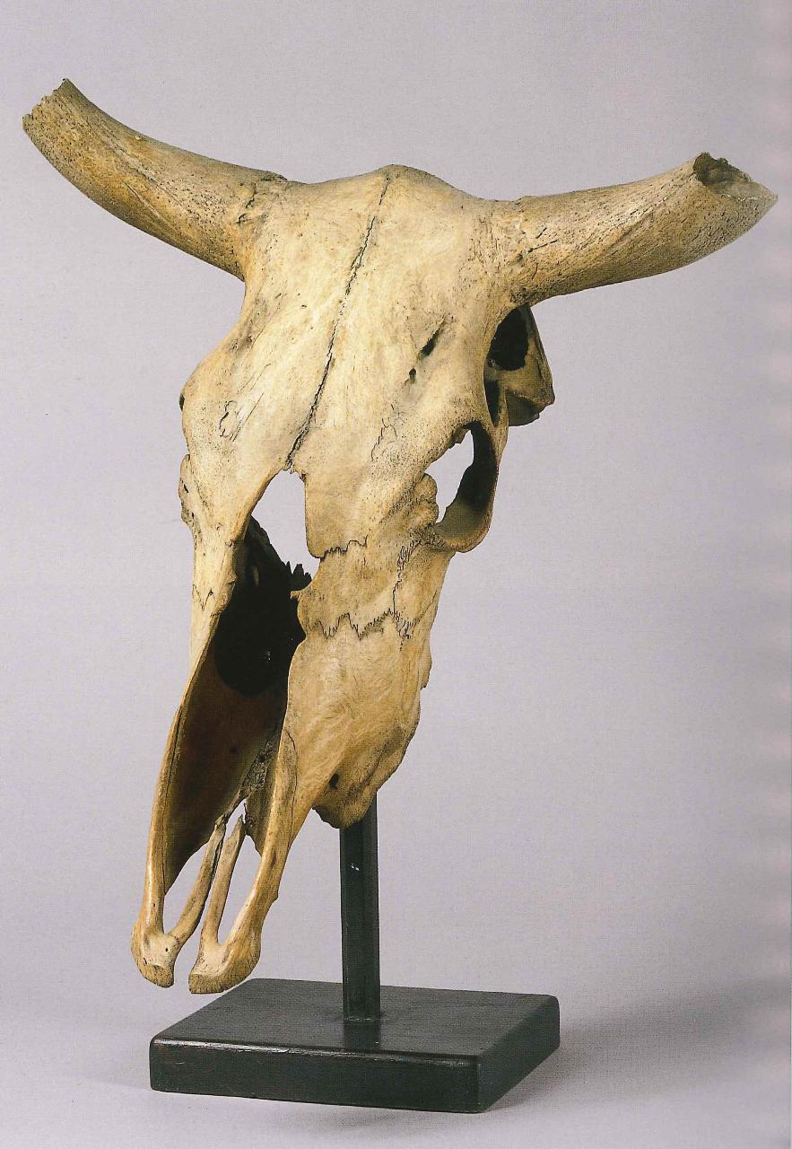 Cranio di Bos taurus (Linnaeus, 1758) (cranio) - n.d. (n.d.)
