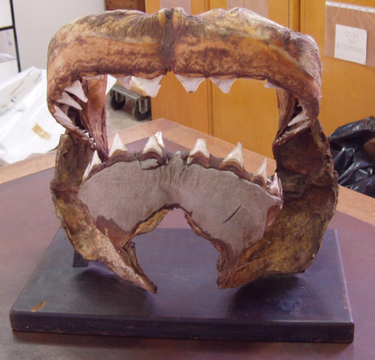 Mascella di Carcharodon (mascella) - n.d. (n.d.)