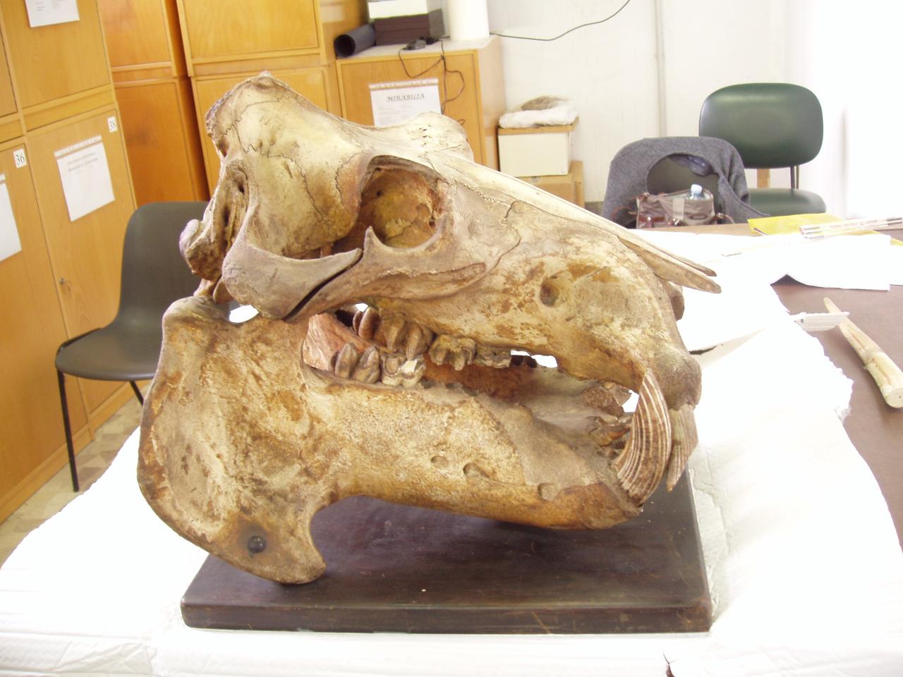 Cranio di Hippopotamus amphibius (Linnaeus, 1758) (cranio) - n.d. (n.d.)