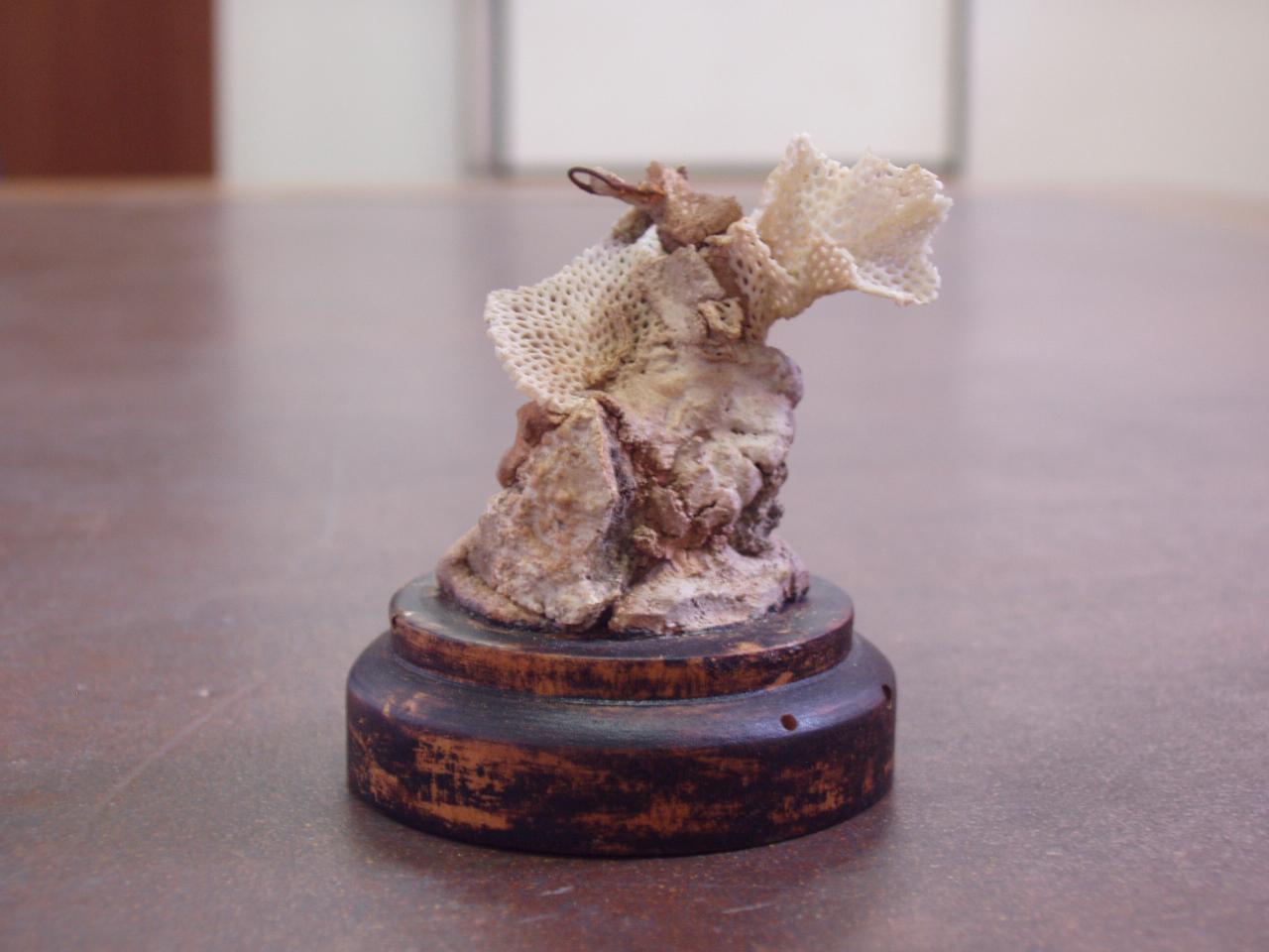 Esemplare di Reteporella sp. (briozoi) - n.d. (n.d.)