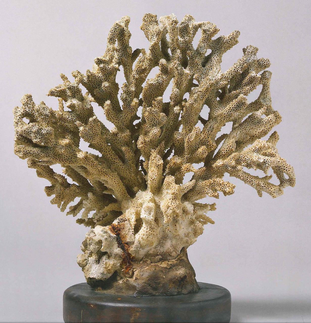 Esemplare di Acropora sp. (corallo) - n.d. (n.d.)