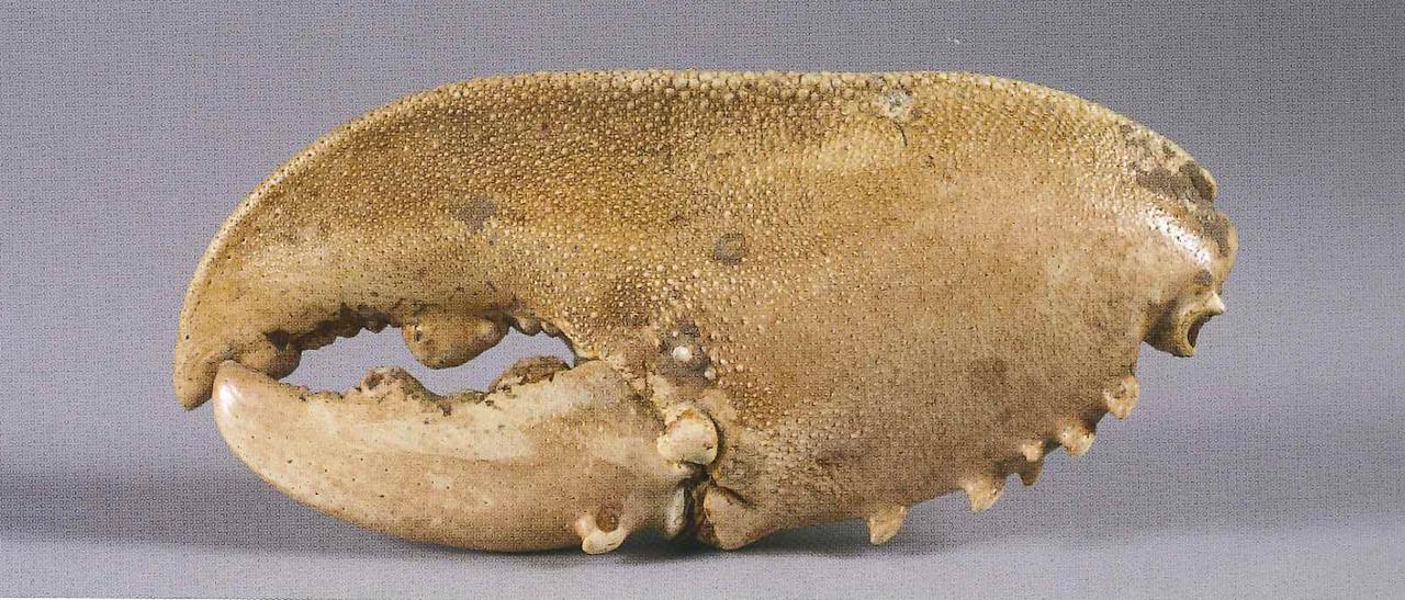 Esemplare di Homarus sp. (chela) - n.d. (n.d.)