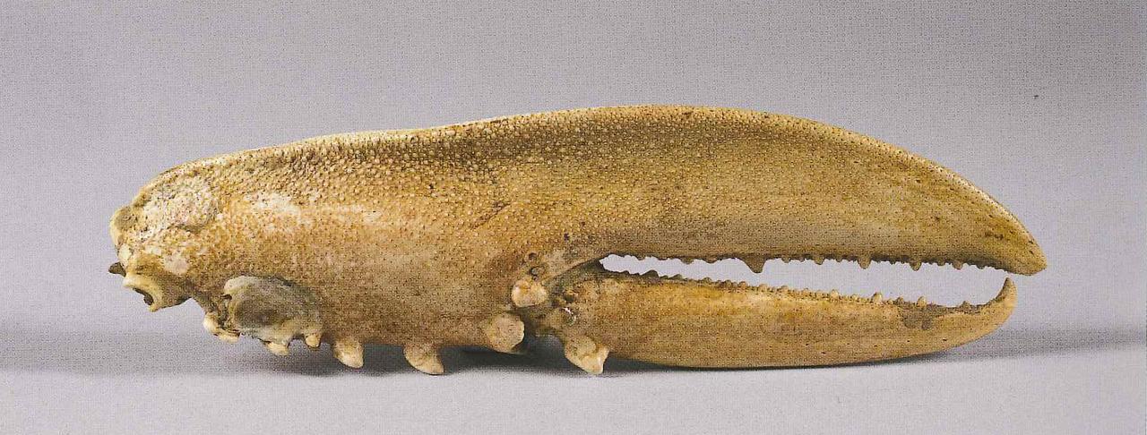 Esemplare di Homarus sp. (chela) - n.d. (n.d.)