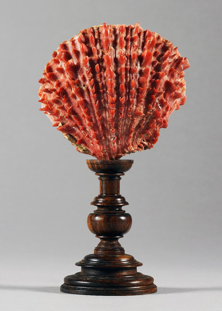 Valva di Spondylus princeps (Broderip, 1833) (conchiglia) - n.d. (n.d.)