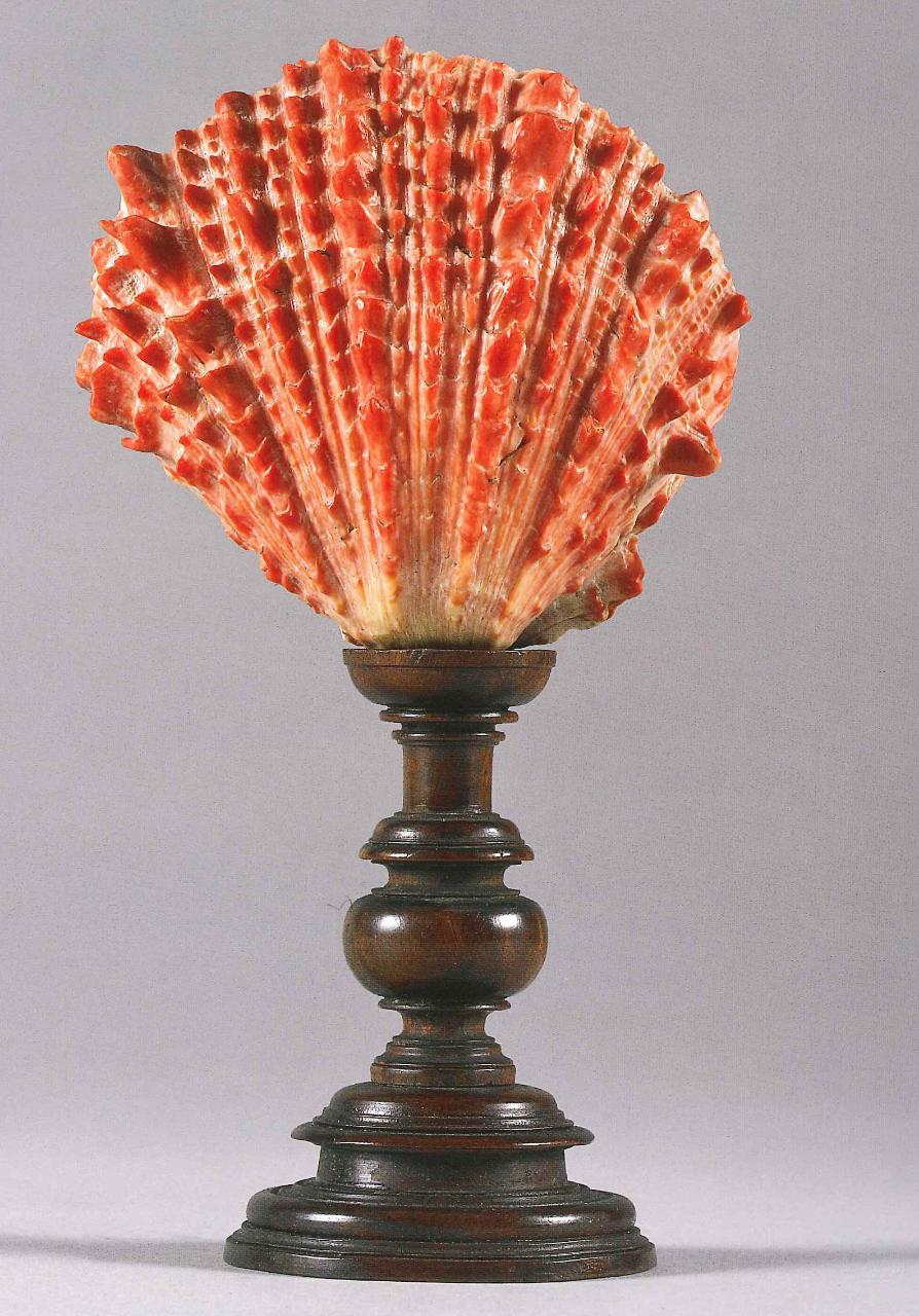 Valva di Spondylus princeps (Broderip, 1833) (conchiglia) - n.d. (n.d.)