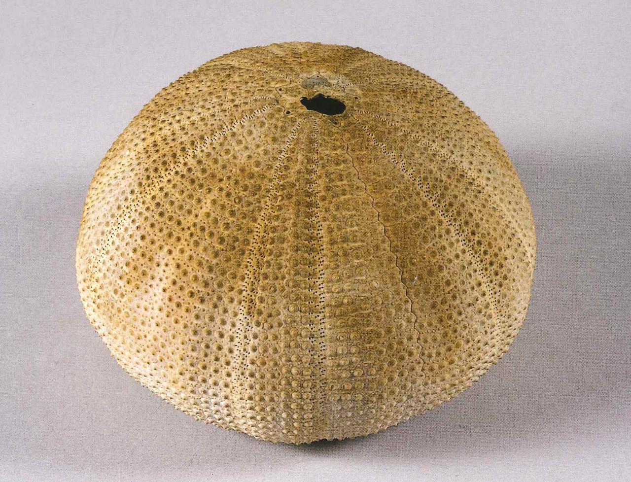 Esemplare di Diademantidae (Humpfreys, 1797) (teca di riccio di mare) - n.d. (n.d.)