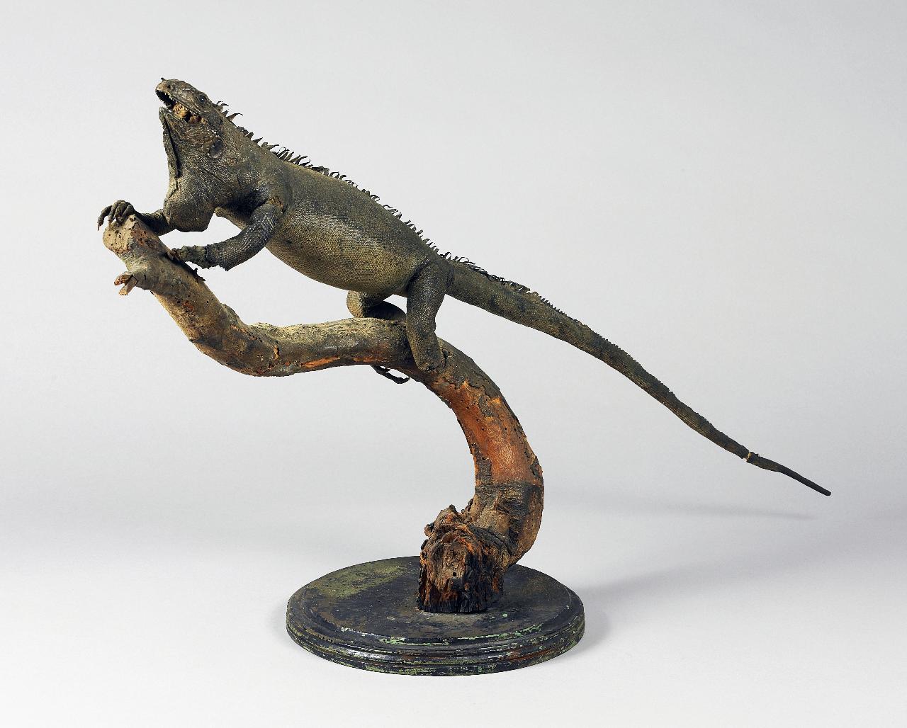 Esemplare di Iguana iguana (Linnaeus, 1758) (animale imbalsamato) - n.d. (n.d.)