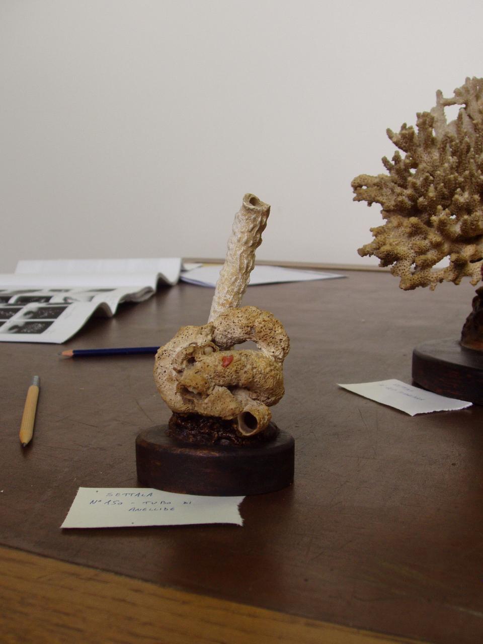 Esemplare di Vermetidae (mollusco) - n.d. (n.d.)