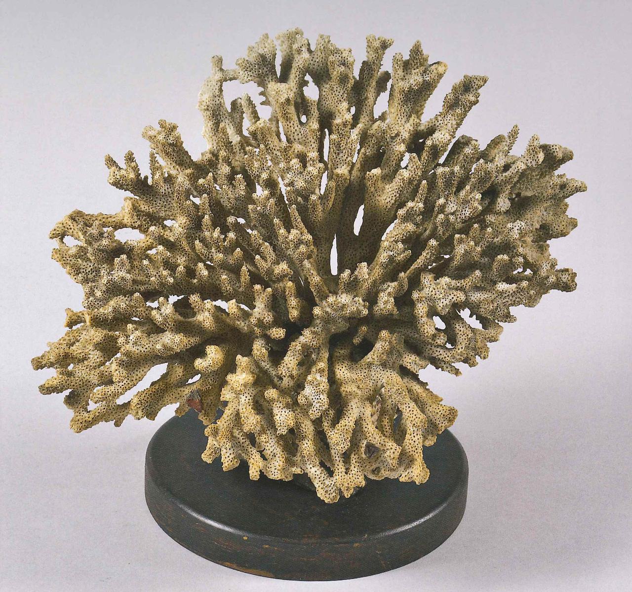 Esemplare di Acropora sp. (corallo) - n.d. (n.d.)